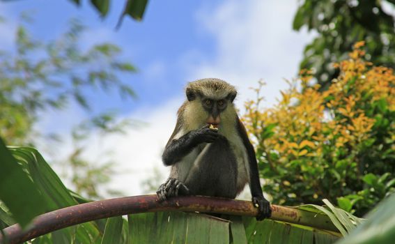 Majmun na karipskom otoku Grenada