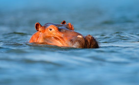 Mana Pools - 2