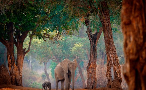 Mana Pools - 3