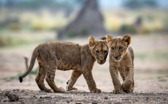 Mana Pools - 4