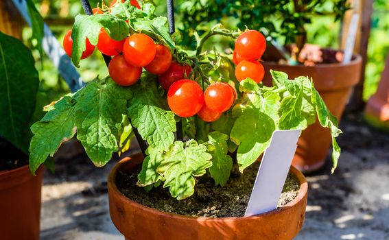 Cherry rajčice možete posaditi i u posudi