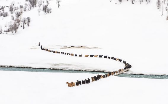 Pastiri tijekom zime u Turskoj, u Mazgirtu - 2