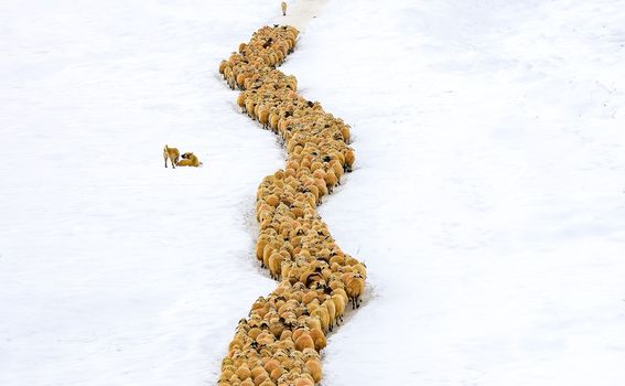 Pastiri tijekom zime u Turskoj, u Mazgirtu - 3