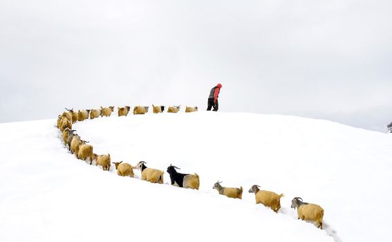 Pastiri tijekom zime u Turskoj, u Mazgirtu - 5