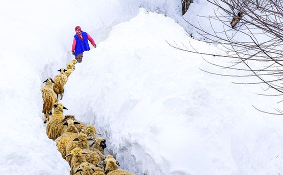 Mnogo snijega u Mazgirtu otežava kretanje - ljudima i životinjama