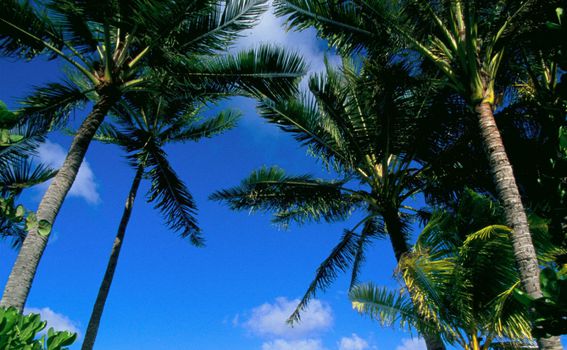 Prekrasan otok Oahu