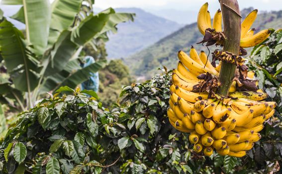 Banane u regiji kave