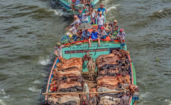 Brodom na stočnu tržnicu, Bangladeš - 3