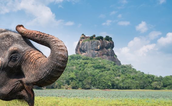 Sigiriya - 4