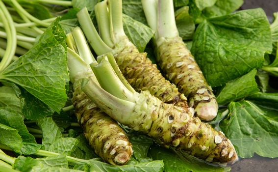 Wasabi - 3