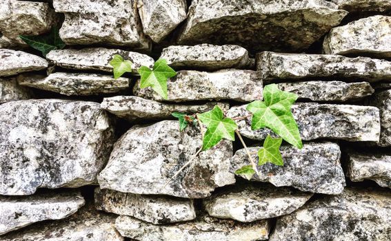Suživot kamena i biljaka u Vodnjanštini