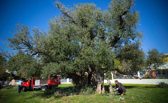 Rezidba Stare masline u Kaštel Štafiliću stare 1500 godina