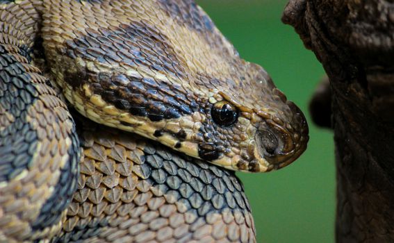 Daboia russelii je jedna od najotrovnijih zmija na svijetu