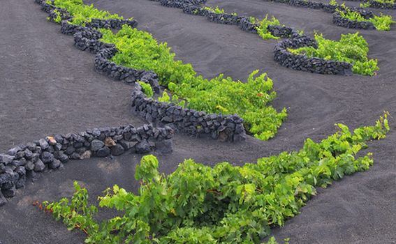 Lanzarote otok i vinogradi - 8