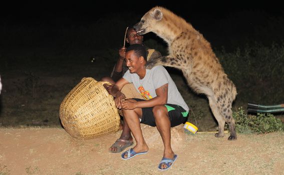 Hranjenje hijena u Hararu, Etiopija - 1