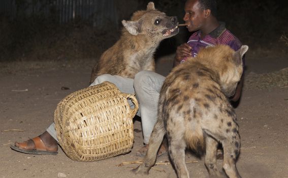 Hranjenje hijena u Hararu, Etiopija