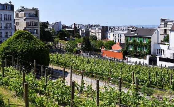 Clos Montmartre - 1