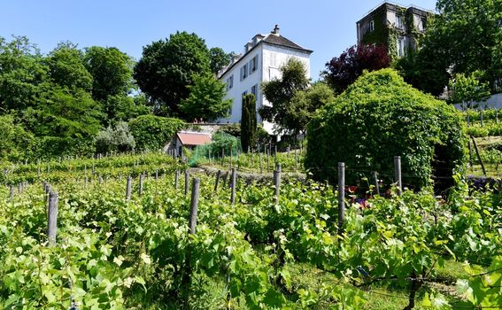 Clos Montmartre - 5