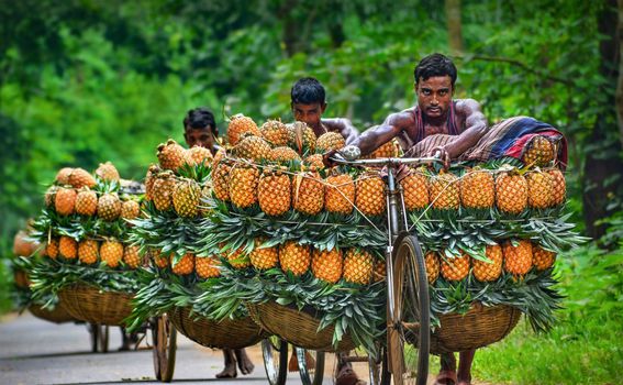 Biciklima se ananas prenosi na tržnice