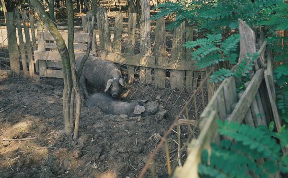 Ekološka farma crne slavonske svinje
