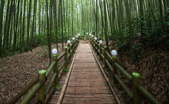 Šuma bambusa, Južna Koreja - 1
