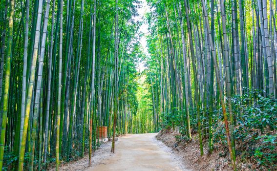 Šuma bambusa, Južna Koreja - 3