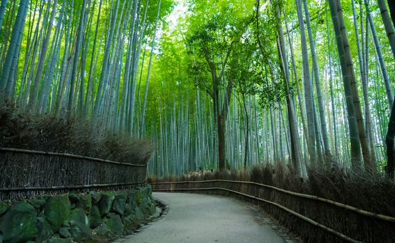 Šuma bambusa, Južna Koreja - 4