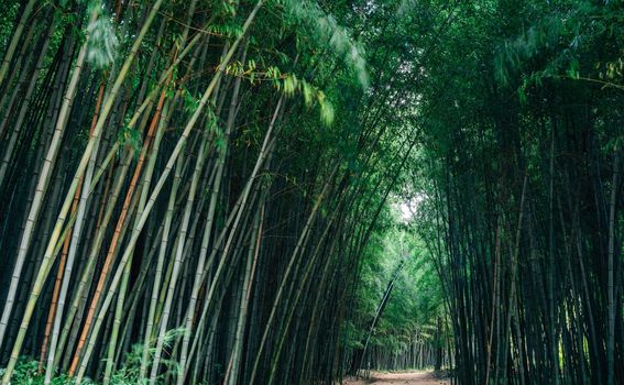 Šuma bambusa, Južna Koreja - 5