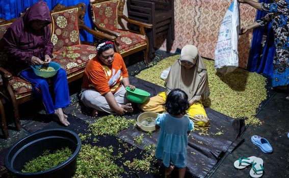 Branje i sušenje klinčića na otoku Tidore u Indoneziji - 2