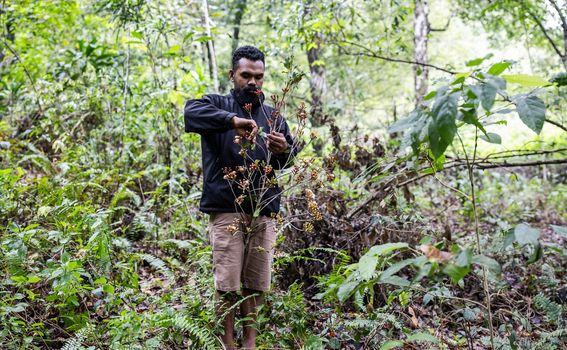 Branje i sušenje klinčića na otoku Tidore u Indoneziji - 5