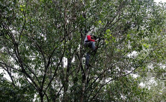 Branje i sušenje klinčića na otoku Tidore u Indoneziji - 6