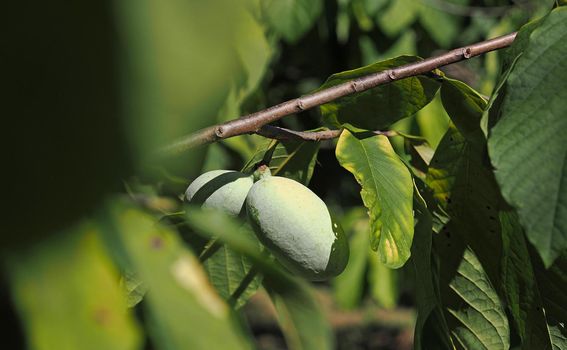 Plantaža indijanske banane u Zagorju - 9