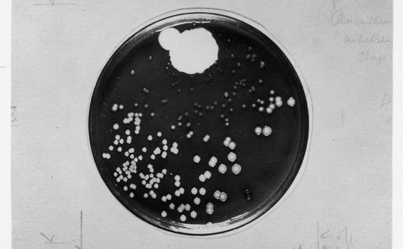 Posudica u kojoj je Fleming proučavao Penicillium notatum