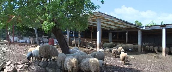 Ovce (Foto: Dnevnik.hr)