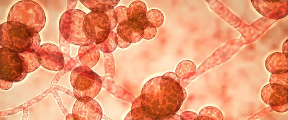Candida auris (Foto: Getty)