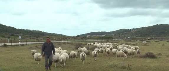 Velimir Mratinić s ovcama
