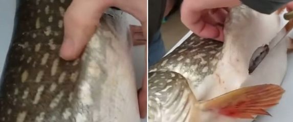 Iznenađenje u ribi