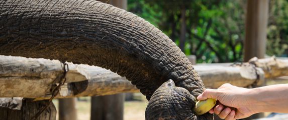 Slon i banana, ilustracija