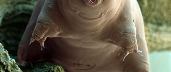 Tardigrada