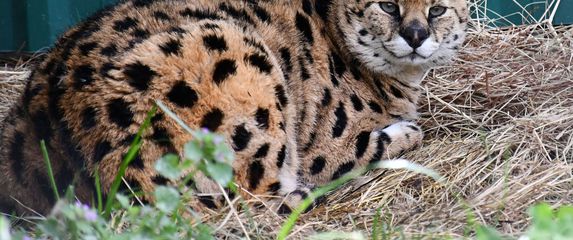 Afrička mačka serval i vuk i vučica novi su stanovnici azila za životinje u Ruščici - 1