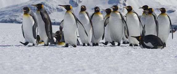 Pingvini