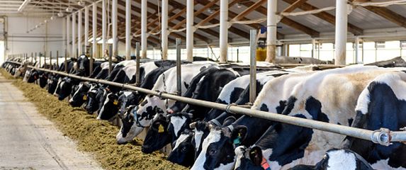 Farma krava, ilustracija