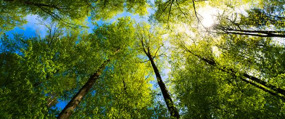 Lijep dan u šumi, ilustracija