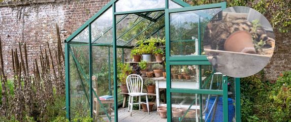 Staklenik i mačak koji uživa u mačjoj metvici