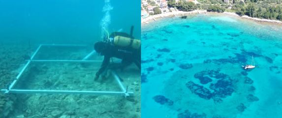 Ronioci kod stare ceste na dnu Jadranskog mora u blizini Korčule