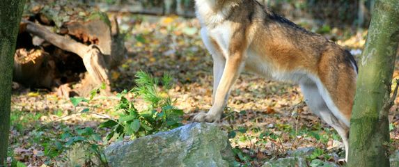 Osnovnoškolci će tijekom uskrsnih školskih praznika u zagrebačkom zoo vrtu moći postati zoo rendžeri - 1