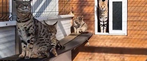 Divlje mačke, screenshot