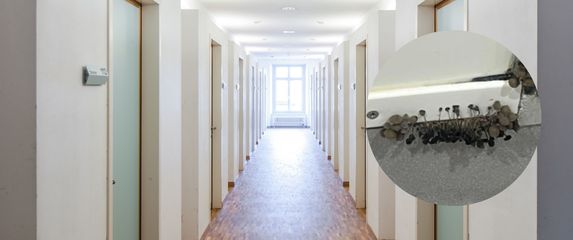 Gljivice koje rastu iz zida studentskog doma
