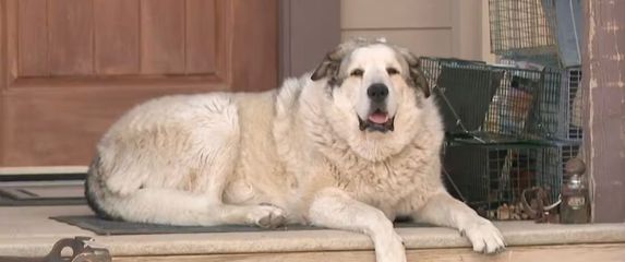 Pas koji je spasio nestalog dječaka