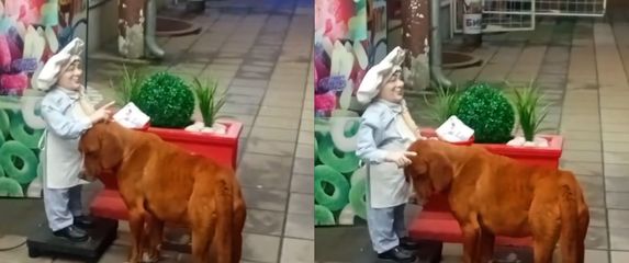 Pas ispred mehaničkoga kipa na ulici